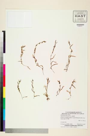 <a href="https://brmas.openmuseum.tw/muse/digi_object/ebcfe4e64436854b052e1066c4ecfd4d" target="_blank">裂穎茅／中央研究院生物多樣性研究博物館植物標本館 (HAST)</a>
