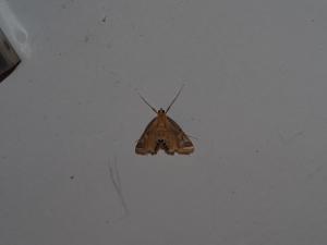 <a href="https://taieol.tw/muse/digi_object/17a73971f9685727bbc939b9d296185a" target="_blank">Eoophyla conjunctalis／By：max822／iNaturalist</a>