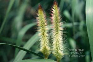 <a href="https://taieol.tw/muse/digi_object/7f2652cb6088d10082943add6ecdad83" target="_blank">象草／By：陳育賢／臺灣物種名錄(TaiCOL)</a>