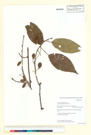 <a href="https://brmas.openmuseum.tw/muse/digi_object/ebffadb5583e5892d894fbc92b80935d" target="_blank">硬齒獼猴桃／中央研究院生物多樣性研究博物館植物標本館 (HAST)</a>