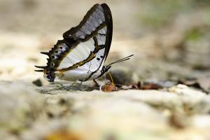 20091002_347193_Polyura eudamippus  formosana_a.jpg