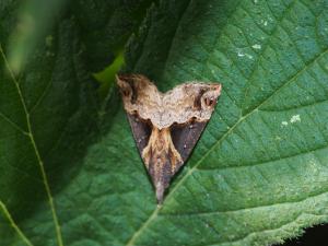 <a href="https://taieol.tw/muse/digi_object/4b3ab2e3d934cff4f694fa2a6a925feb" target="_blank">Hypena triangularis／By：max822／iNaturalist</a>