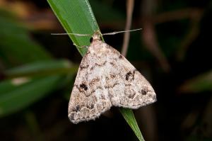 110623 宜蘭 太平山 135 Mixomelia rivulosa (Wileman, 1915)_800ori