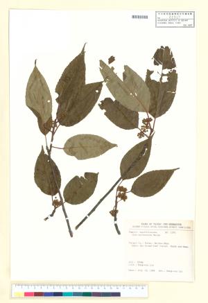 <a href="https://brmas.openmuseum.tw/muse/digi_object/ec244be34f28a367c5a5e9183c85333c" target="_blank">朱紅水木／中央研究院生物多樣性研究博物館植物標本館 (HAST)</a>