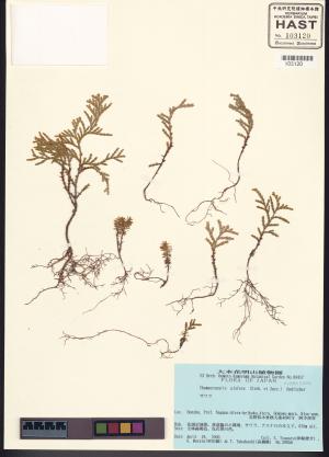 <a href="https://brmas.openmuseum.tw/muse/digi_object/ec290c34c5c562c48b42ca4eafacebf9" target="_blank">日本花柏／中央研究院生物多樣性研究博物館植物標本館 (HAST)</a>