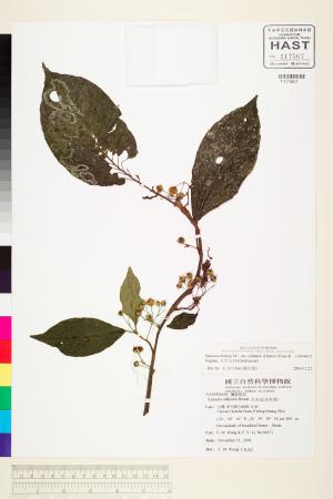<a href="https://brmas.openmuseum.tw/muse/digi_object/ec29212c1cc31d9d8e29b966e3944274" target="_blank">水冬瓜／中央研究院生物多樣性研究博物館植物標本館 (HAST)</a>