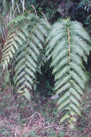 生芽狗脊蕨〈頂芽狗脊蕨〉Woodwardia unigemmata (Makino) Nakai.