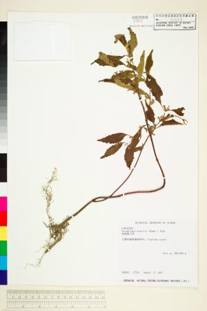 <a href="https://brmas.openmuseum.tw/muse/digi_object/ec55b967812ae2747d4f08094b770302" target="_blank">短柄舞子草(雞腳草)／中央研究院生物多樣性研究博物館植物標本館 (HAST)</a>