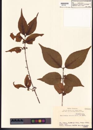 <a href="https://brmas.openmuseum.tw/muse/digi_object/ec62c4c7779320fed783081dc8d5193d" target="_blank">高山紫珠／中央研究院生物多樣性研究博物館植物標本館 (HAST)</a>