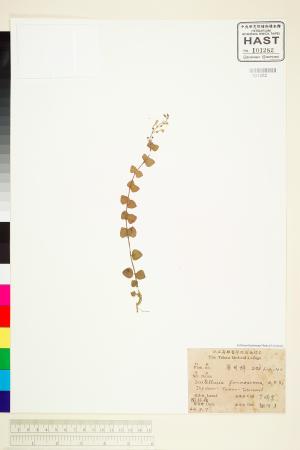 <a href="https://brmas.openmuseum.tw/muse/digi_object/ec6f1cf0fa1603df42b4da117ca7c48f" target="_blank">黃芩屬／中央研究院生物多樣性研究博物館植物標本館 (HAST)</a>