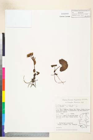 <a href="https://brmas.openmuseum.tw/muse/digi_object/ec70735daba73bff80a3a316846fe231" target="_blank">蜂斗菜／中央研究院生物多樣性研究博物館植物標本館 (HAST)</a>