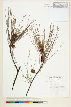 <a href="https://brmas.openmuseum.tw/muse/digi_object/ec7307788173412b2c65b54960284eb0" target="_blank">木麻黃／中央研究院生物多樣性研究博物館植物標本館 (HAST)</a>