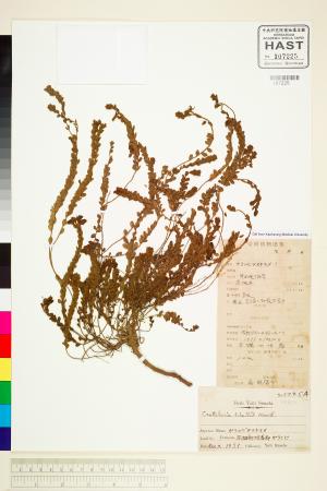 <a href="https://brmas.openmuseum.tw/muse/digi_object/ec8ca4a7695851007b5daf0c3235e536" target="_blank">鵝鑾鼻野百合／中央研究院生物多樣性研究博物館植物標本館 (HAST)</a>