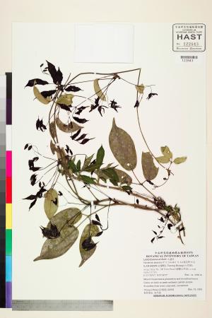 <a href="https://brmas.openmuseum.tw/muse/digi_object/ec96864bdc830be32265f2d0410aeec5" target="_blank">紫花野木瓜／中央研究院生物多樣性研究博物館植物標本館 (HAST)</a>