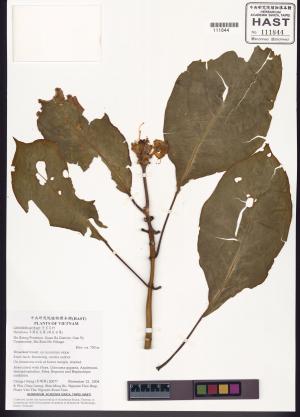 <a href="https://brmas.openmuseum.tw/muse/digi_object/ecb78632160731a3d4d64c96cd3ff25c" target="_blank">半蒴苣苔屬 (蒴苣苔屬)／中央研究院生物多樣性研究博物館植物標本館 (HAST)</a>