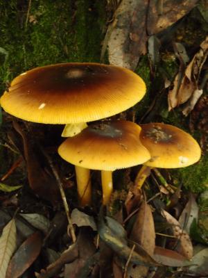 Amanita similis(紅黃鵝膏類似亞種)