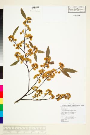 <a href="https://brmas.openmuseum.tw/muse/digi_object/ecdfb2a391eda6bc05a5ed7b2065d322" target="_blank">山胡椒／中央研究院生物多樣性研究博物館植物標本館 (HAST)</a>