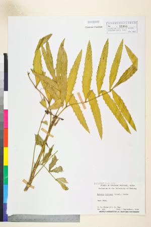 <a href="https://brmas.openmuseum.tw/muse/digi_object/ece1d9e65152cfada0eaebe6b2be24d4" target="_blank">細葉十大功勞／中央研究院生物多樣性研究博物館植物標本館 (HAST)</a>