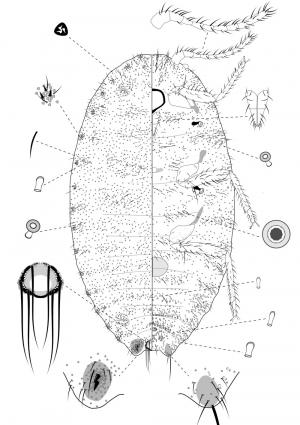 Pseudococcus comstocki (Kuwana, 1902)