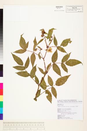 <a href="https://brmas.openmuseum.tw/muse/digi_object/ed0f9b75edadc1ff917c49c03096f5dc" target="_blank">虎婆刺／中央研究院生物多樣性研究博物館植物標本館 (HAST)</a>