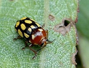 <a href="https://taieol.tw/muse/digi_object/5ab8aa01e28ab14c9d4796fb378574fc" target="_blank">Cryptocephalus luteosignatus／By：謝怡萱／臺灣物種名錄(TaiCOL)</a>