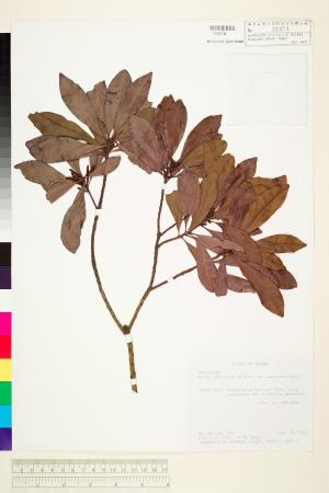 <a href="https://brmas.openmuseum.tw/muse/digi_object/ed196e971cd633237429ccacbe072966" target="_blank">楊梅／中央研究院生物多樣性研究博物館植物標本館 (HAST)</a>