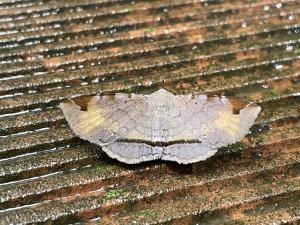 <a href="https://taieol.tw/muse/digi_object/7aa9fa8dc299757432a9db3b0113b1d0" target="_blank">Mecodina subcostalis／By：chonhang／iNaturalist</a>