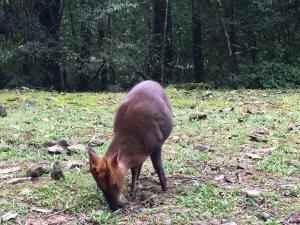 <a href="https://taieol.tw/muse/digi_object/be95aa58ef32df6a11538c09d039c637" target="_blank">山羌／By：ao5621／iNaturalist</a>