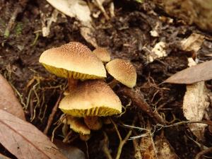 Boletellus shichianus(小條孢牛肝菌)