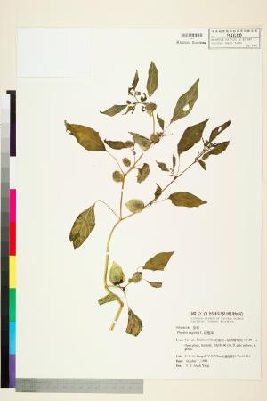 <a href="https://brmas.openmuseum.tw/muse/digi_object/ed643844dd920d37dcd332f3af86478b" target="_blank">燈籠草(苦蘵)／中央研究院生物多樣性研究博物館植物標本館 (HAST)</a>