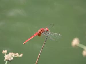<a href="https://taieol.tw/muse/digi_object/b39db944d2e276b7b4fb0f336d180869" target="_blank">猩紅蜻蜓／By：chen_z／iNaturalist</a>