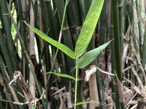 <a href="https://taieol.tw/muse/digi_object/7cde06480de6e7fd9d95edd8fdd15fef" target="_blank">長枝竹／By：garrows／iNaturalist</a>