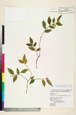 <a href="https://brmas.openmuseum.tw/muse/digi_object/ed8307aa99a203d874893e16ca944c1f" target="_blank">泛能高山茶／中央研究院生物多樣性研究博物館植物標本館 (HAST)</a>