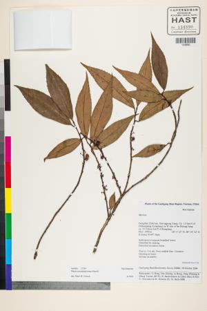 <a href="https://brmas.openmuseum.tw/muse/digi_object/ed995881f4b862888d622075dfee364a" target="_blank">山桂花屬／中央研究院生物多樣性研究博物館植物標本館 (HAST)</a>