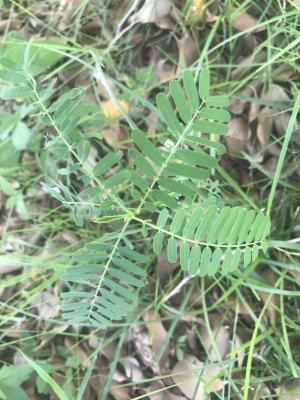 <a href="https://taieol.tw/muse/digi_object/ba5f8e8eb94c303ff05f8b1a4a8f604f" target="_blank">田菁／By：kellyshu／iNaturalist</a>