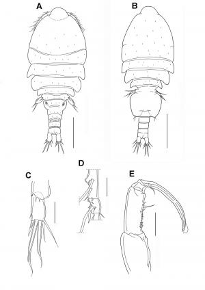 Clamocus spinifer_雌_雄.jpg