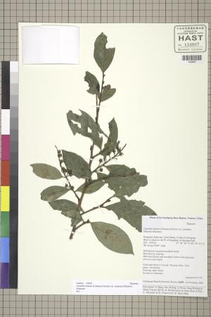 <a href="https://brmas.openmuseum.tw/muse/digi_object/ede00d05d862a3ea533d7e7ee2cf05ec" target="_blank">阿薩母茶／中央研究院生物多樣性研究博物館植物標本館 (HAST)</a>