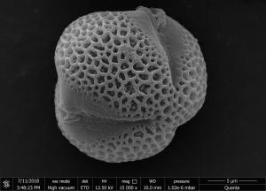 <a href="https://ntm-naturearchive.openmuseum.tw/muse/digi_object/31f97a7f9a308b9098ea508c34bfef86" target="_blank">呂宋莢蒾／國立臺灣博物館</a>