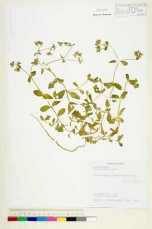 <a href="https://brmas.openmuseum.tw/muse/digi_object/eded3aa0cddabba258fdfe718f4bdf42" target="_blank">卷耳／中央研究院生物多樣性研究博物館植物標本館 (HAST)</a>