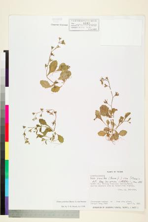 <a href="https://brmas.openmuseum.tw/muse/digi_object/ee0013b4dc4956b4d4ed610472ecccfa" target="_blank">通泉草／中央研究院生物多樣性研究博物館植物標本館 (HAST)</a>