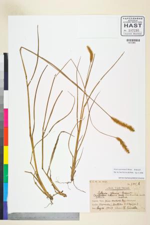 <a href="https://brmas.openmuseum.tw/muse/digi_object/ee2a059a01bc1745f0c6fb2d731a170e" target="_blank">莠狗尾草／中央研究院生物多樣性研究博物館植物標本館 (HAST)</a>