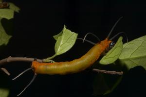 20091002_347105_Euploea sylvester swinhoei_l.jpg