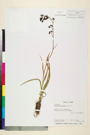 <a href="https://brmas.openmuseum.tw/muse/digi_object/ee4bc90bab944de113c5c34ac3f3e9a0" target="_blank">台灣藜蘆／中央研究院生物多樣性研究博物館植物標本館 (HAST)</a>