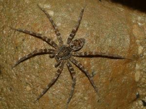 20091028_312583_Dolomedes raptor-04.jpg