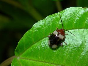 Hemipyxis quadrimaculata_DSCN2820-Ilan_rcs900