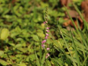 <a href="https://taieol.tw/muse/digi_object/95734e8c03597143f322cf47da3ddde5" target="_blank">綬草／By：chinaberryhuang／iNaturalist</a>