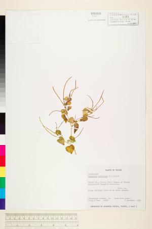 <a href="https://brmas.openmuseum.tw/muse/digi_object/ee7dffae943a6f0ce80328864db733bc" target="_blank">草胡椒／中央研究院生物多樣性研究博物館植物標本館 (HAST)</a>