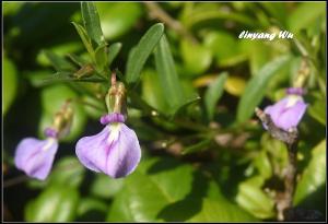<a href="https://taieol.tw/muse/digi_object/e836d61f30deb554fb0545948dd01bec" target="_blank">鼠鞭草／By：linyang Wu／臺灣物種名錄(TaiCOL)</a>