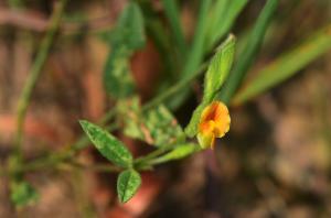 <a href="https://taieol.tw/muse/digi_object/a15df838443ae3f17662f001ac804605" target="_blank">Zornia gibbosa／By：jodyhsieh／iNaturalist</a>