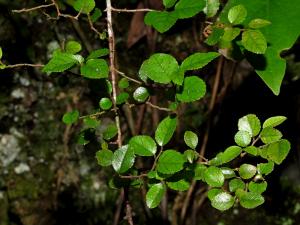 <a href="https://taieol.tw/muse/digi_object/3a30c6971c88388ab221590fcbb40cd2" target="_blank">雀梅藤／By：chenjacy／iNaturalist</a>
